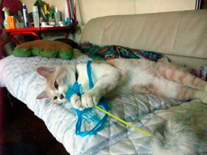 DSCF8640 大好きなねこじゃらしおもちゃ
