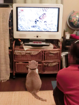 動物番組は見逃さないジンジン